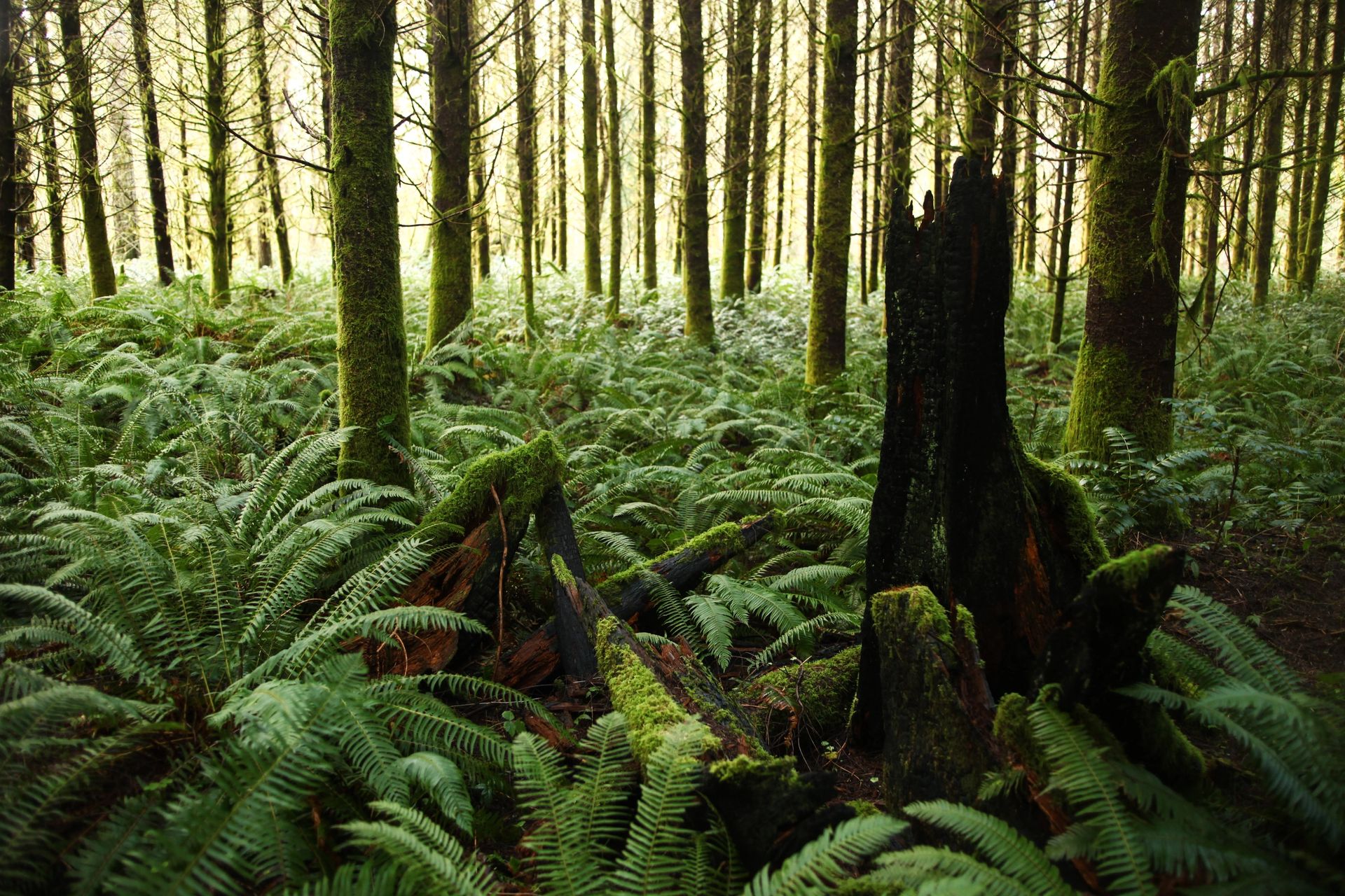 Lagotto Romagnolo truffle dog searching the Pacific Northwest forest floor