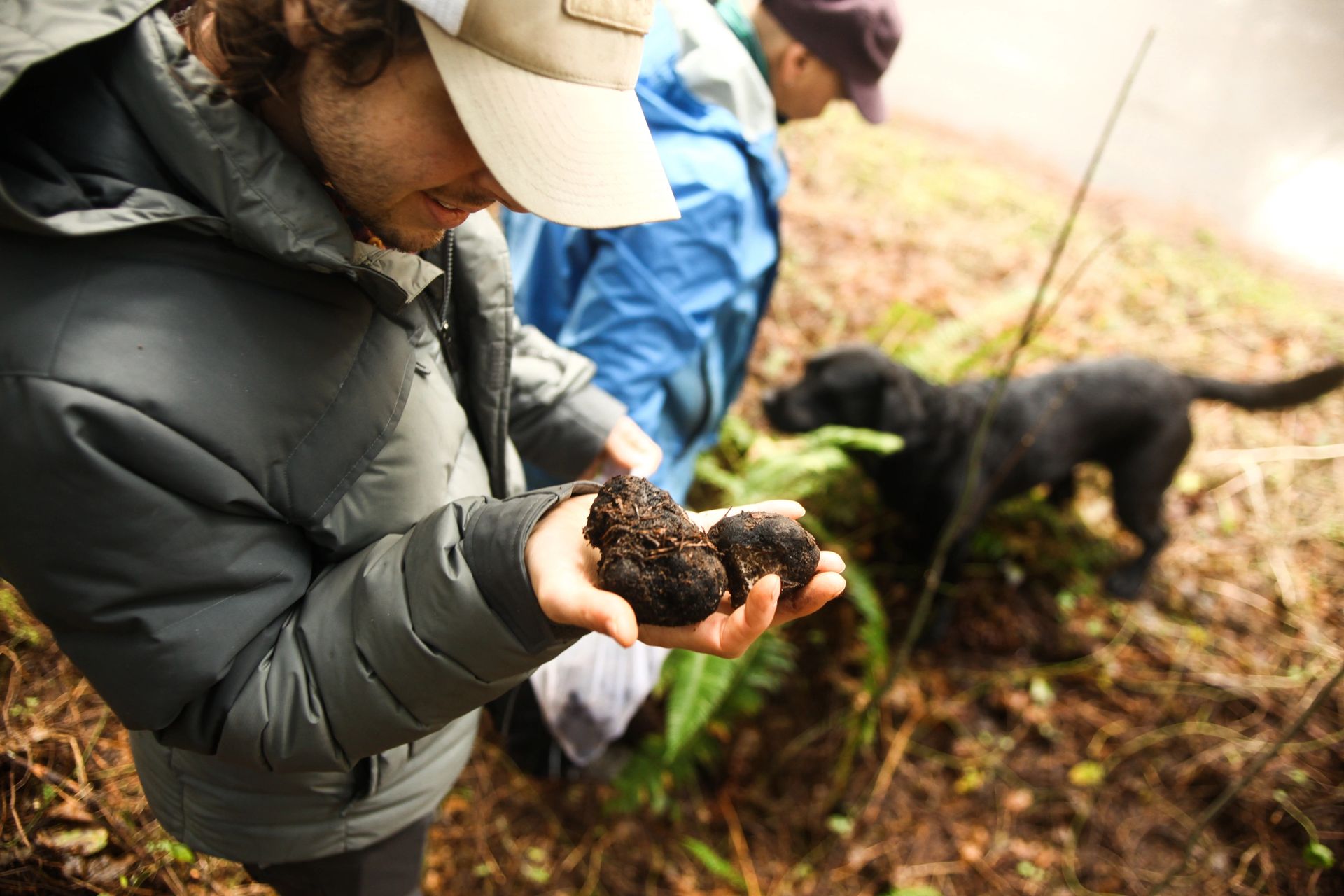 Freshly foraged truffles laid out on a wooden surface