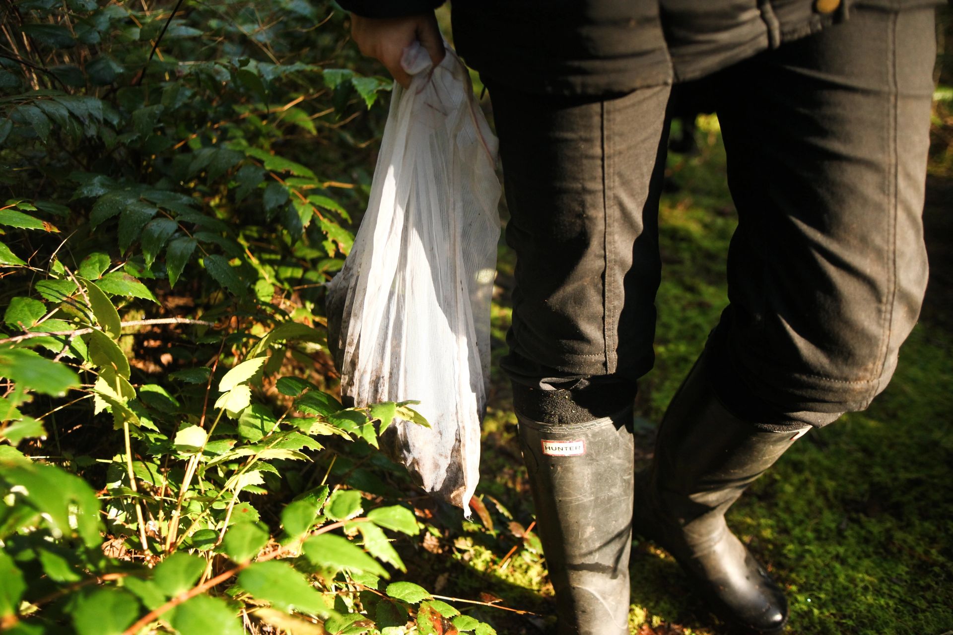 Wild mushrooms and foraged ingredients
