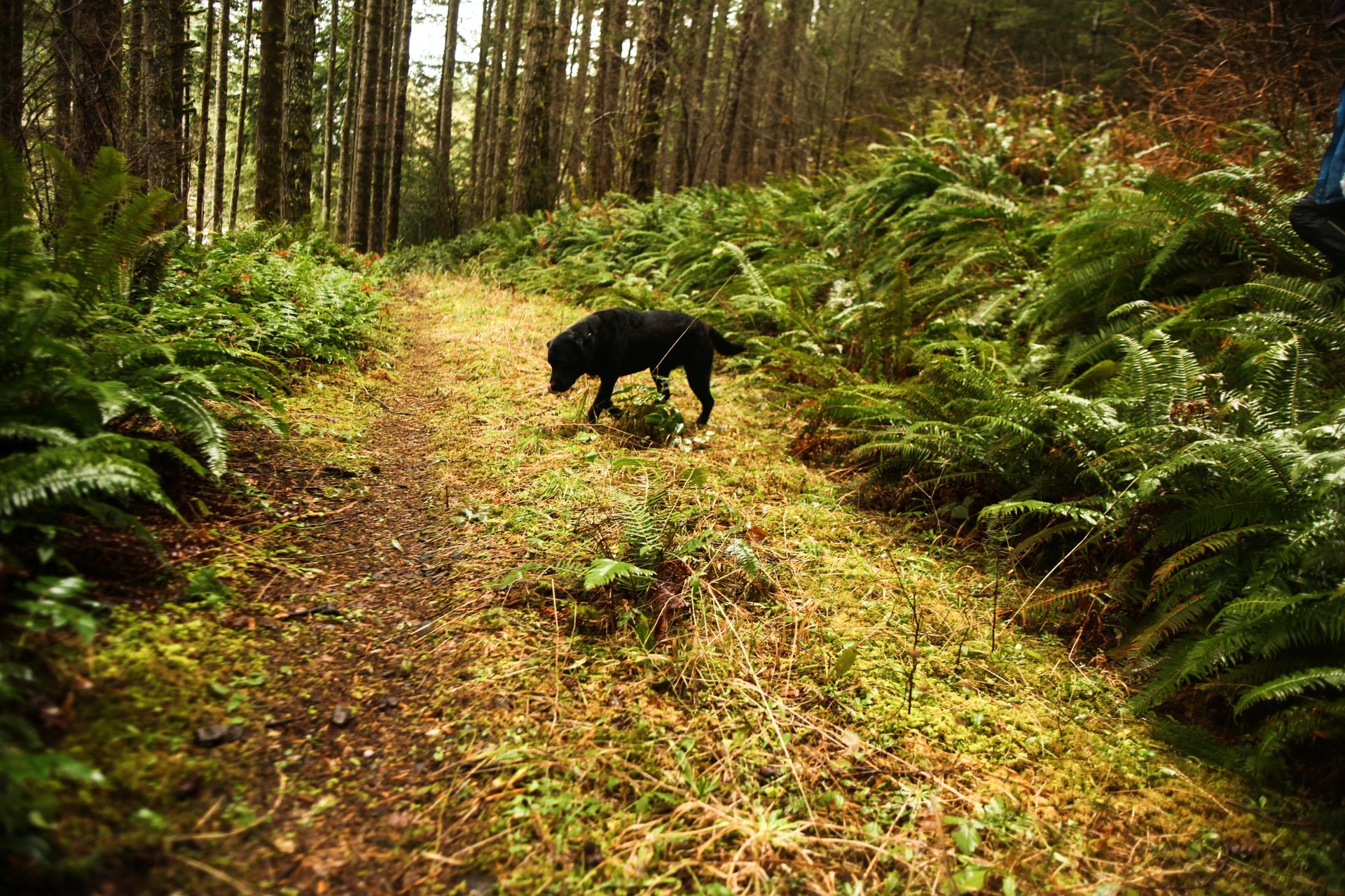 Vincent and Camille foraging in the Pacific Northwest